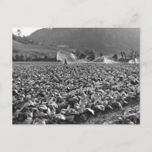 Postal Foto de cosecha de tabaco en honduras