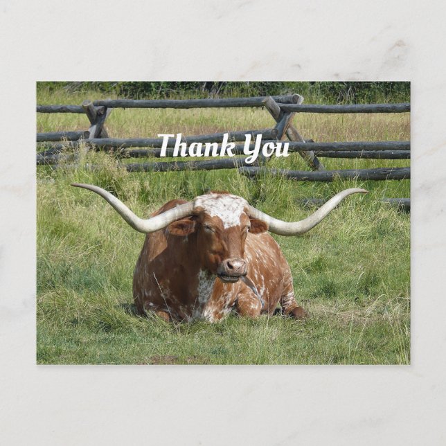 Postal Foto de Cow Texas Longhorn Gracias (Anverso)