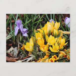 Postal Foto de Crocus amarillo con acento verde