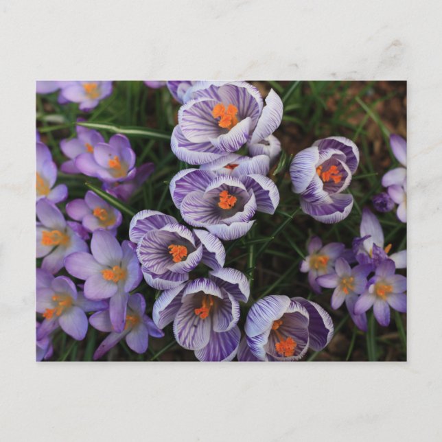 Postal Foto de Crocus Purple and White Flower (Anverso)