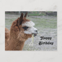 Foto de cumpleaños de animal alpaca comiendo heno