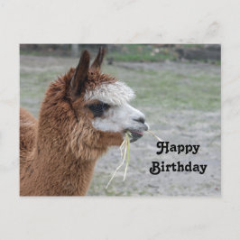 Postal Foto de cumpleaños de animal alpaca comiendo heno