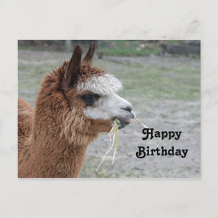 Postal Foto de cumpleaños de animal alpaca comiendo heno