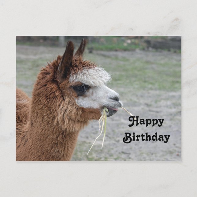 Postal Foto de cumpleaños de animal alpaca comiendo heno (Anverso)