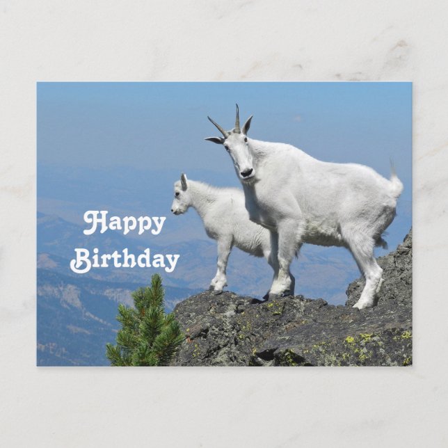 Postal Foto de cumpleaños de cabras blancas de cabras mon (Anverso)