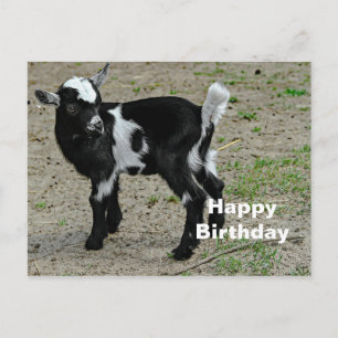 Postal Foto de Cumpleaños de Cabrito Negro y Blanco Adora