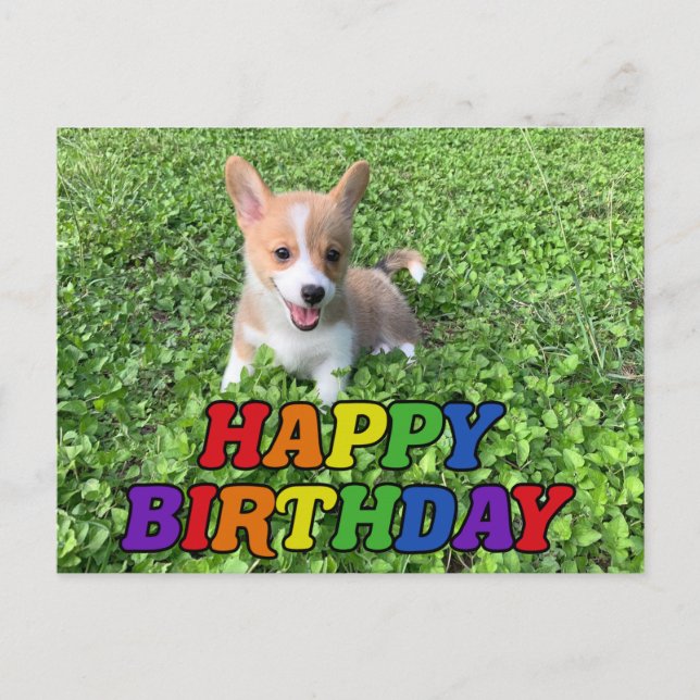 Postal Foto de cumpleaños de cachorro corgi lindo (Anverso)