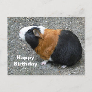Postal Foto de cumpleaños de cobaya