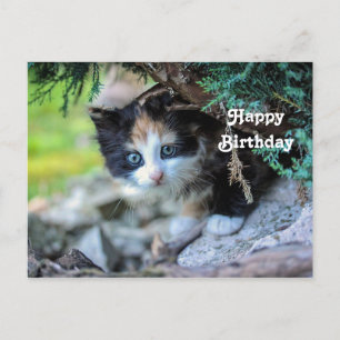 Postal Foto de cumpleaños de gatito calico lindo