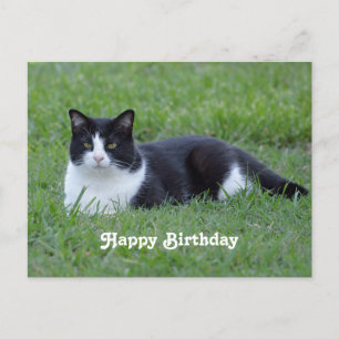 Postal Foto de cumpleaños de gato de traje negro y blanco
