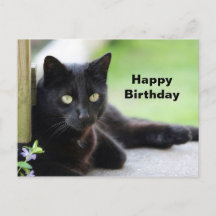 Foto de cumpleaños de gato negro bonito