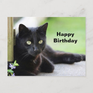 Postal Foto de cumpleaños de gato negro bonito