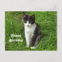 Foto de cumpleaños de gato negro y blanco cachorro