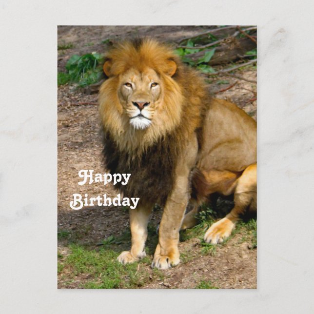 Postal Foto de cumpleaños de león africano salvaje sentad (Anverso)