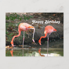 Postal Foto de cumpleaños de pareja de flamencos rosados 