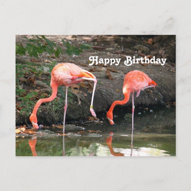 Postal Foto de cumpleaños de pareja de flamencos rosados  (Anverso)