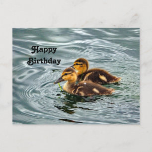 Postal Foto de cumpleaños de patitos de ánade real lindos
