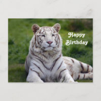 Foto de cumpleaños de Tigre Blanco Hermoso