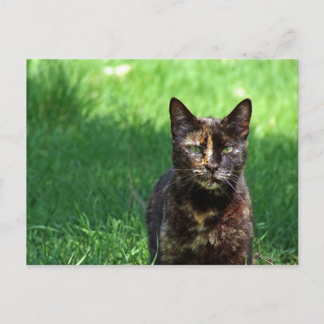 Postal Foto de Cute Brown Tortoiseshell Cat (Anverso)