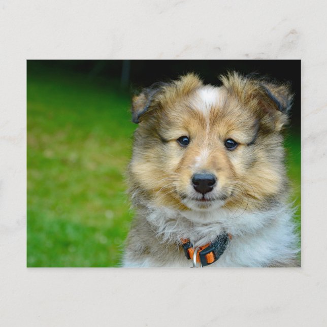 Postal Foto de Cute Shetland Sheepdog (Anverso)