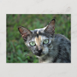 Postal Foto de Cute Tortoiseshell Cat
