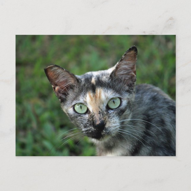 Postal Foto de Cute Tortoiseshell Cat (Anverso)