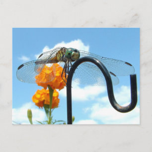 Postal Foto de Dragonfly Marigold Sky