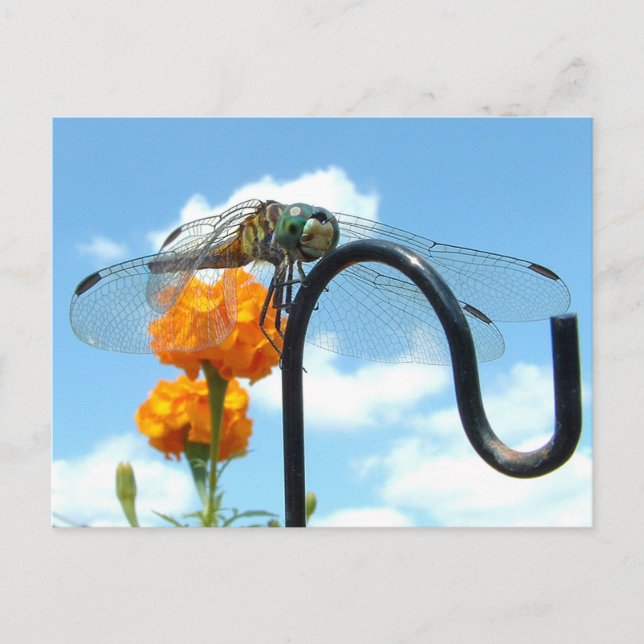 Postal Foto de Dragonfly Marigold Sky (Anverso)