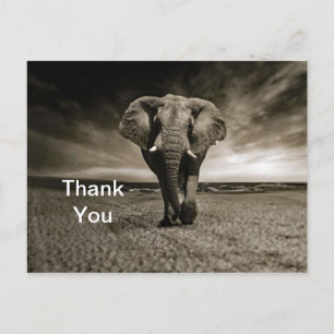 Postal Foto de elefante toro salvaje gracias