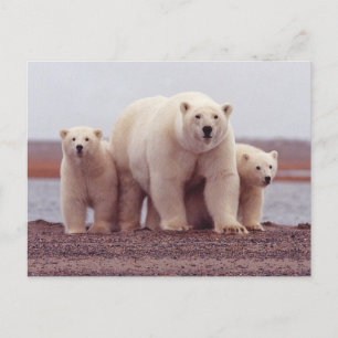 Postal Foto de familia de oso polar madre y crías