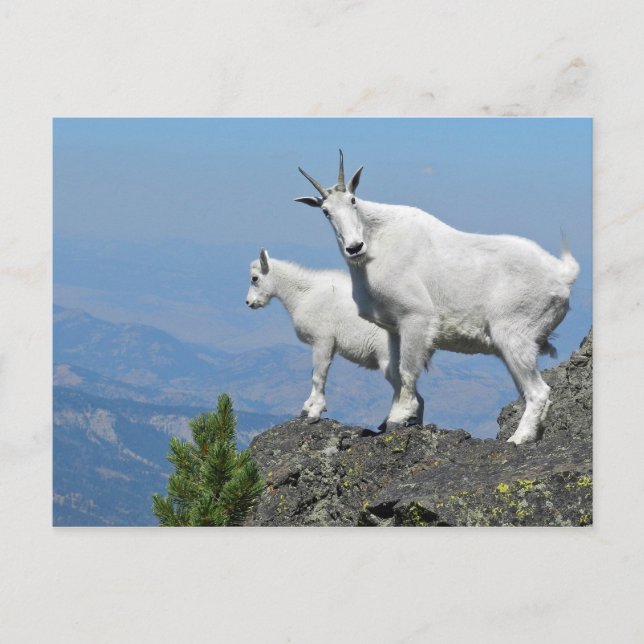 Postal Foto de fauna blanca de las cabras de montaña (Anverso)