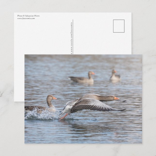 Postal Foto de fauna de gansos (Anverso / Reverso)