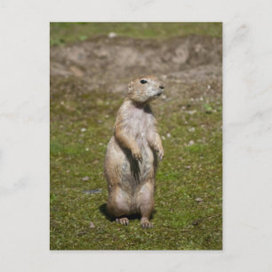 Postal Foto de fauna silvestre de perro de la pradera de