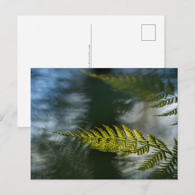Postal Foto de Fern Nature (Anverso / Reverso)