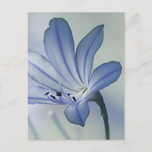Postal Foto de flor azul fresca