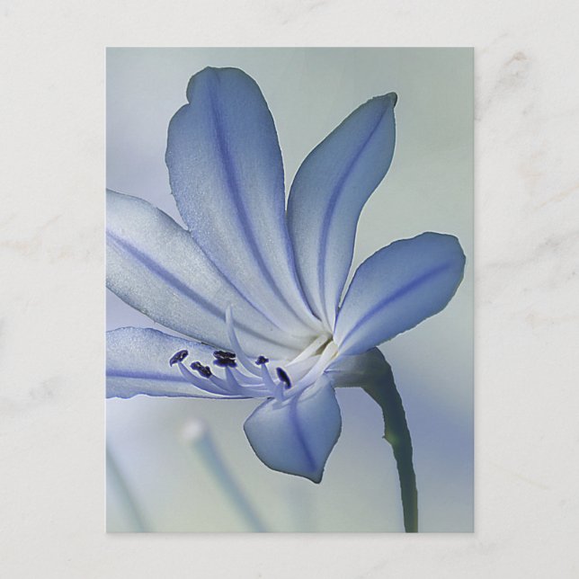 Postal Foto de flor azul fresca (Anverso)