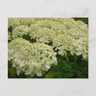 Postal Foto de flor de encaje de Queen Anne
