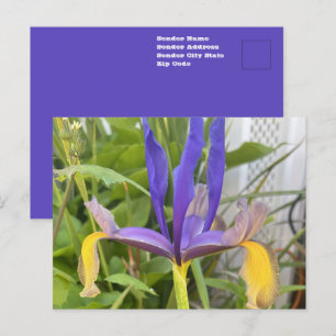 Postal Foto de Flor de Iris Púrpura en Jardín Exterior de