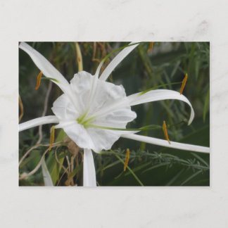 Postal Foto de Flor de Lily Lilies, araña de playa blanca
