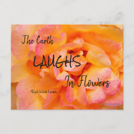 Postal Foto de flor de Rosa de mezcla rosada de color ama