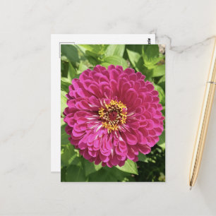 Postal Foto de flor de zinia vívida