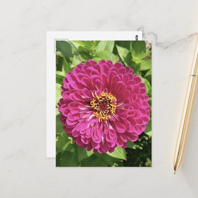 Postal Foto de flor de zinia vívida (Anverso/Reverso In Situ)