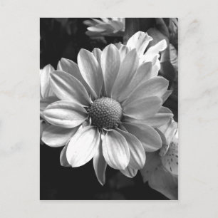 Postal Foto de flor en blanco y negro