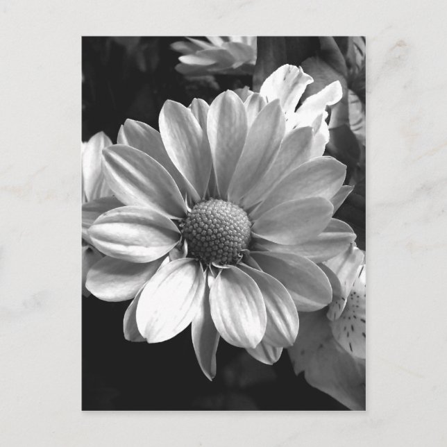 Postal Foto de flor en blanco y negro (Anverso)