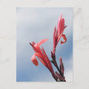 Postal Foto de flor Red Cannas Canna Lilies