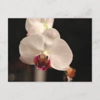 Foto de flores de orquídeas blancas y rosas