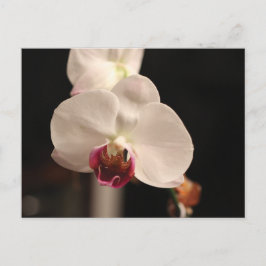Postal Foto de flores de orquídeas blancas y rosas
