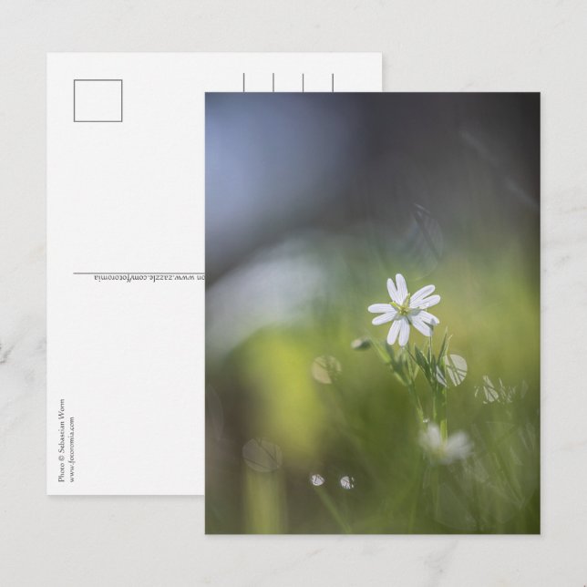 Postal Foto de flores naturales (Anverso / Reverso)