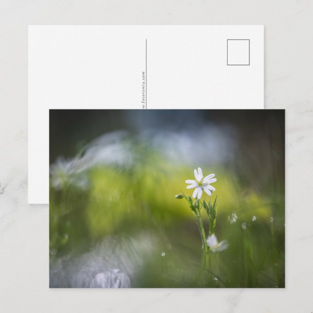 Postal Foto de flores naturales (Anverso / Reverso)