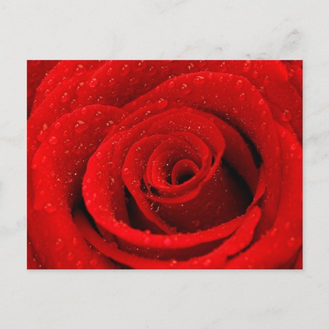 Postal Foto de fondo de la Rosa Roja (Anverso)